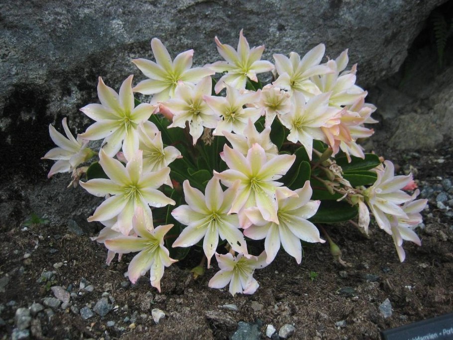 Левизия Морозостойкость