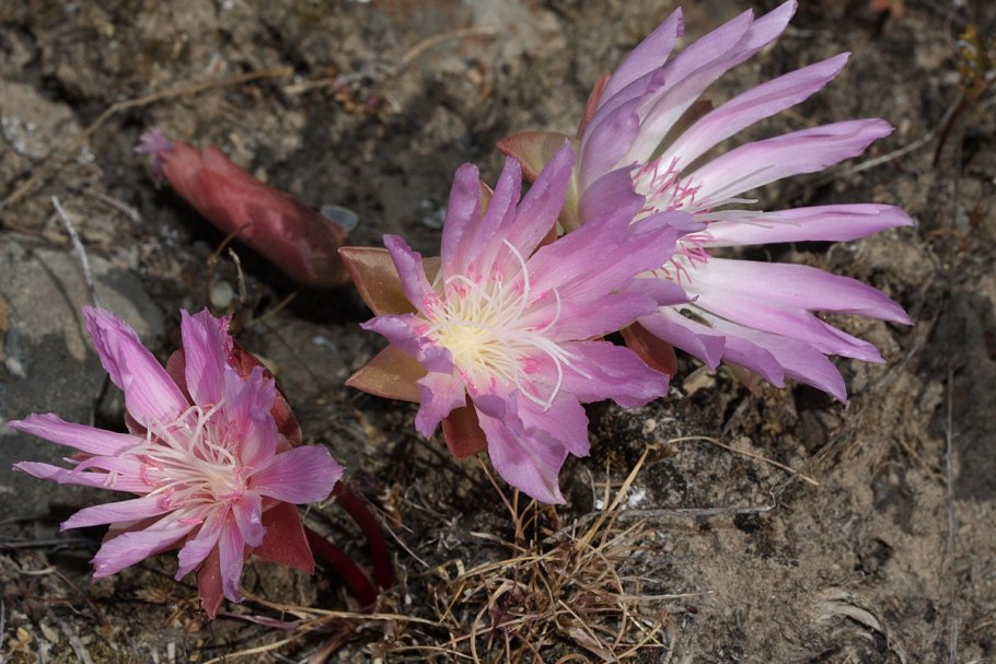 Левизия многолетняя