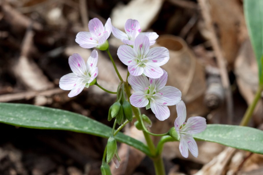 Claytonia joanneana