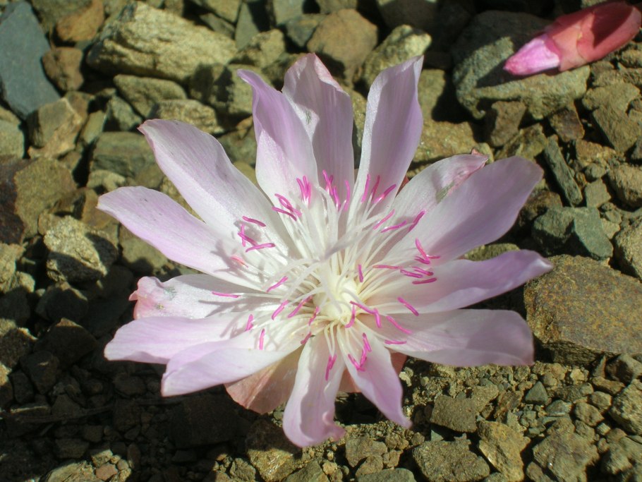 Клайтония остролистная