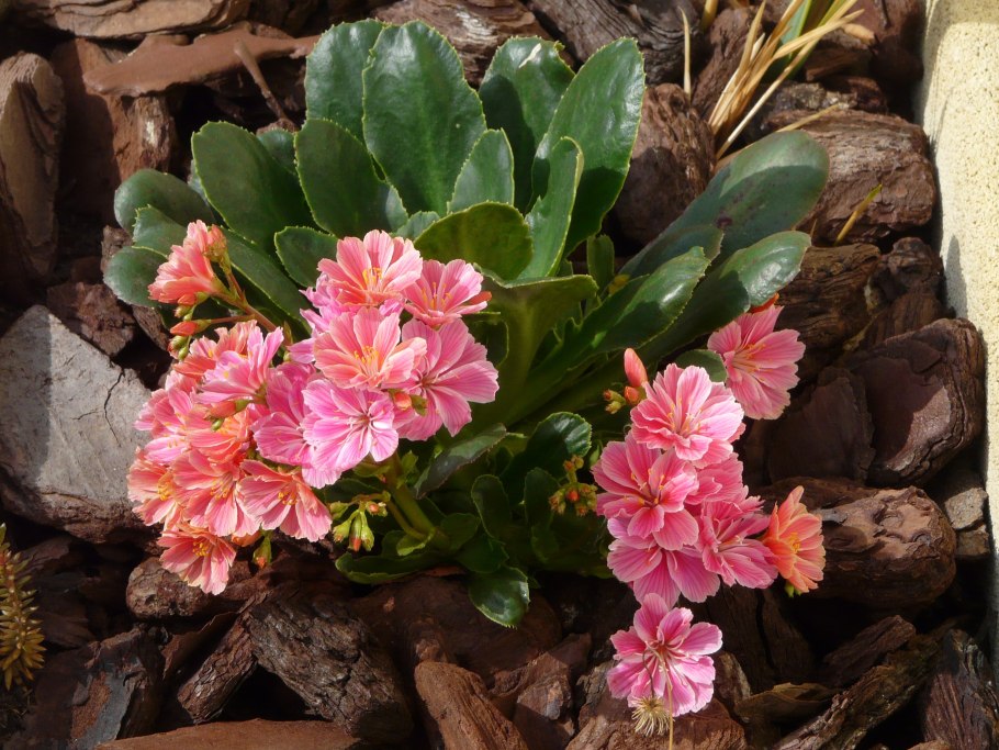 Клейтония виргинская