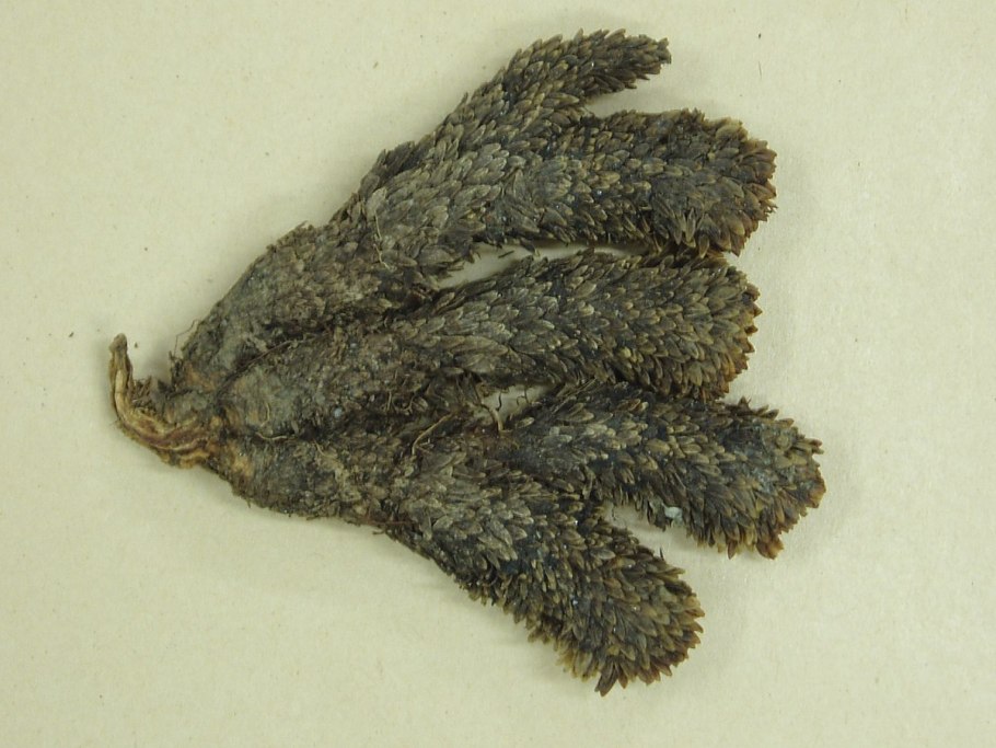 Левизия Lewisia Safira Pink