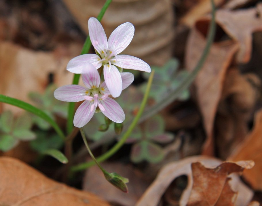 Lewisia Leeana
