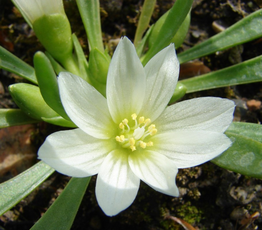 Gyrandra brachycalyx