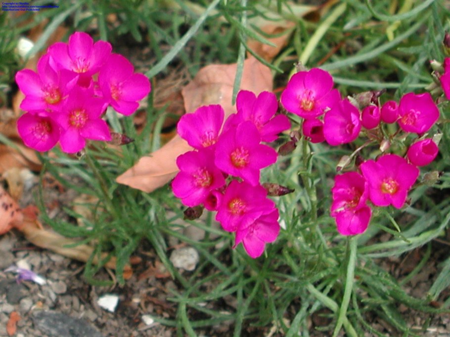 Венерина Дионея