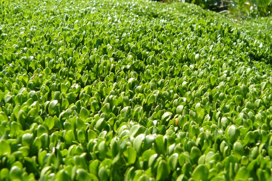 Монтия Ключевая