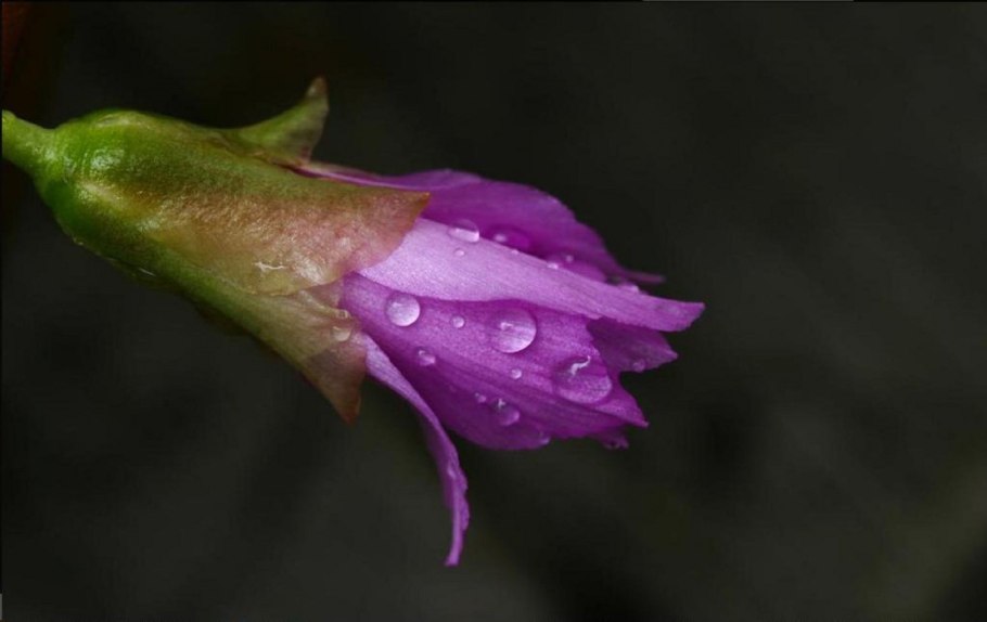 Клайтония остролистная