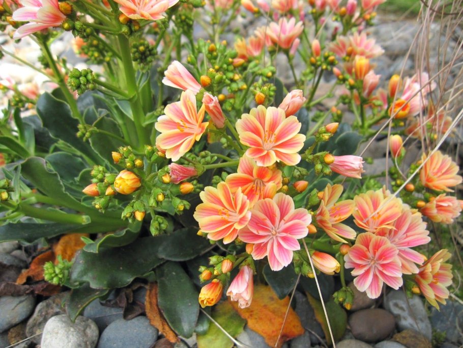 Левизия невадская