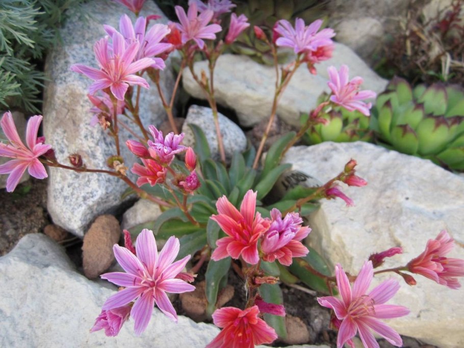 Талинум метельчатый