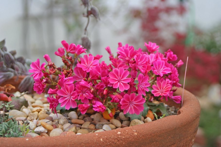 Крот слепыш глаза