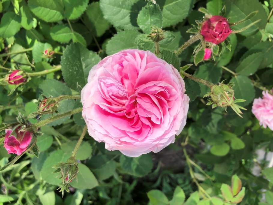 Наирита роза махровая