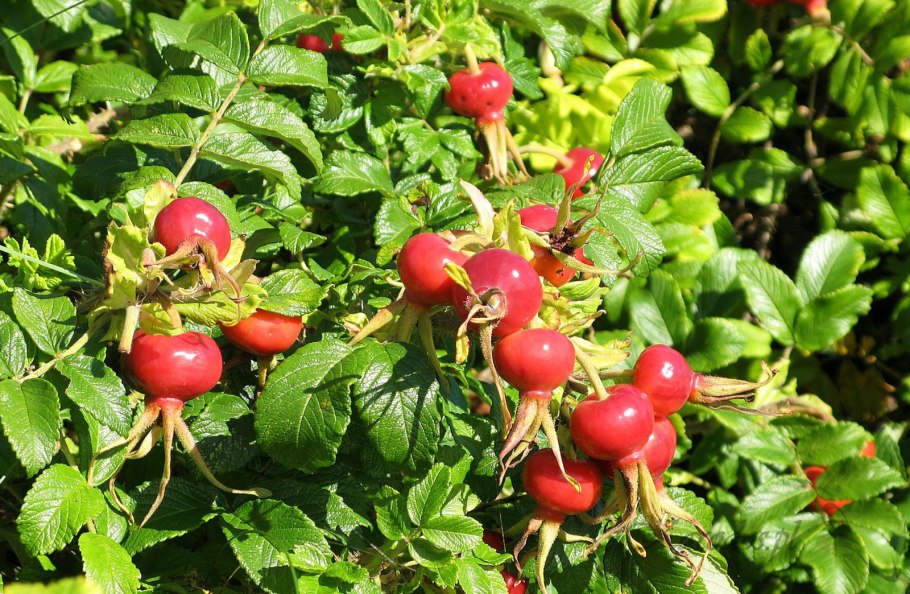 Шиповник Беггера