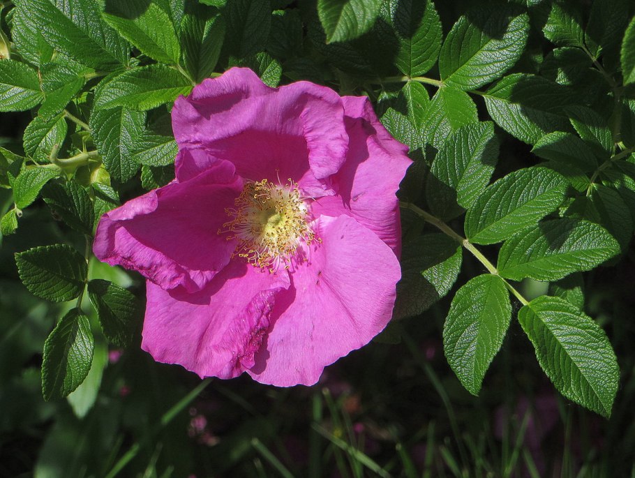 Роза эглантерия (Rosa rubiginosa)