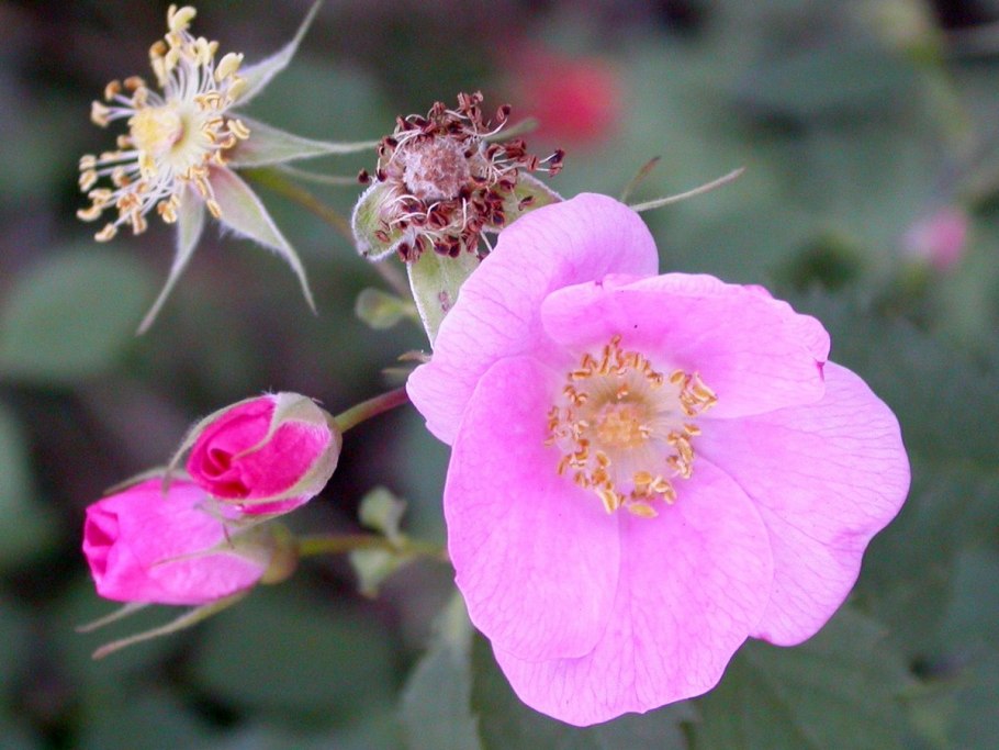 Дикая роза шиповник куст