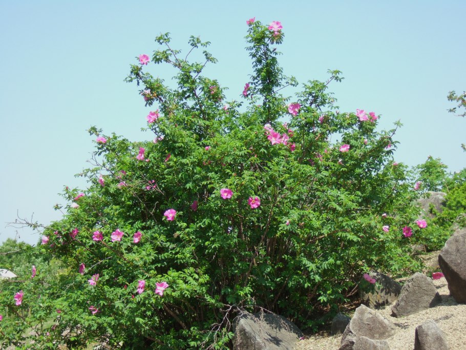 Роза морщинистая Rosa rugosa
