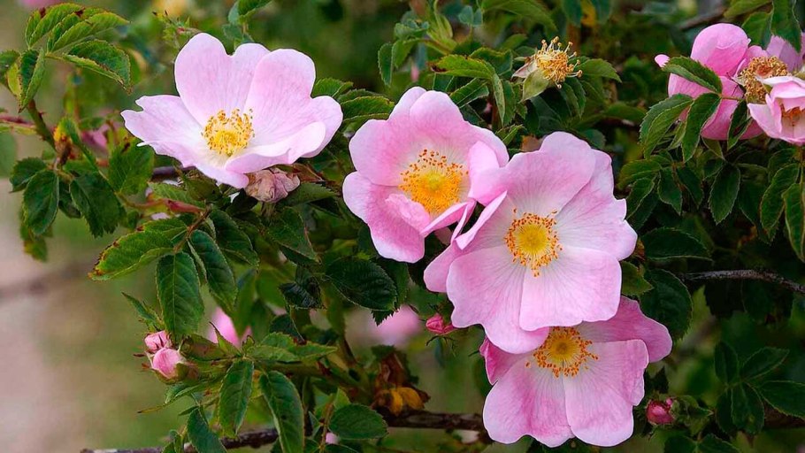 Rosa canina (роза канина)