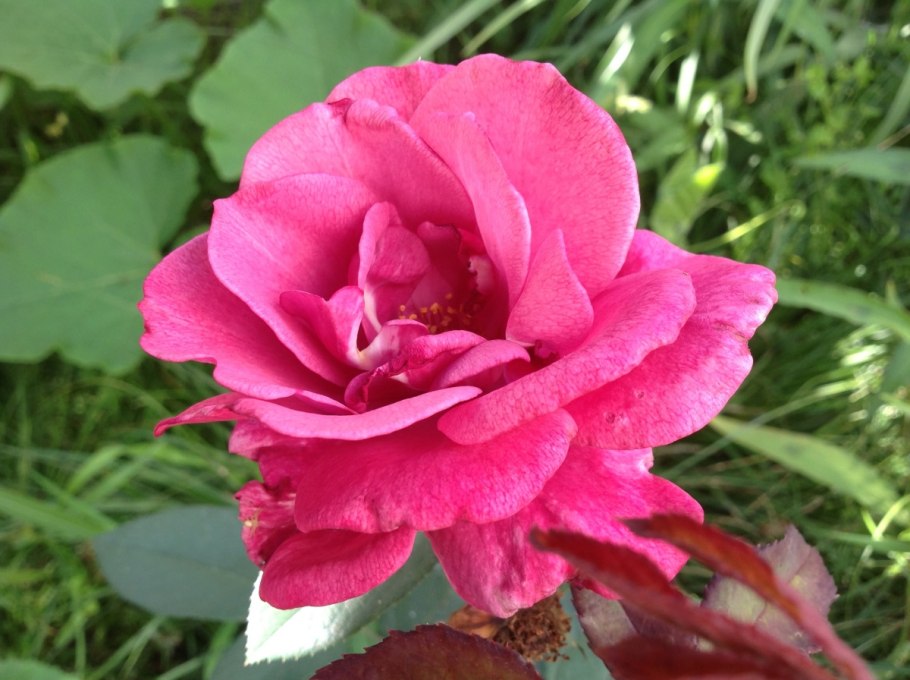 Шиповник Даурский иглистый