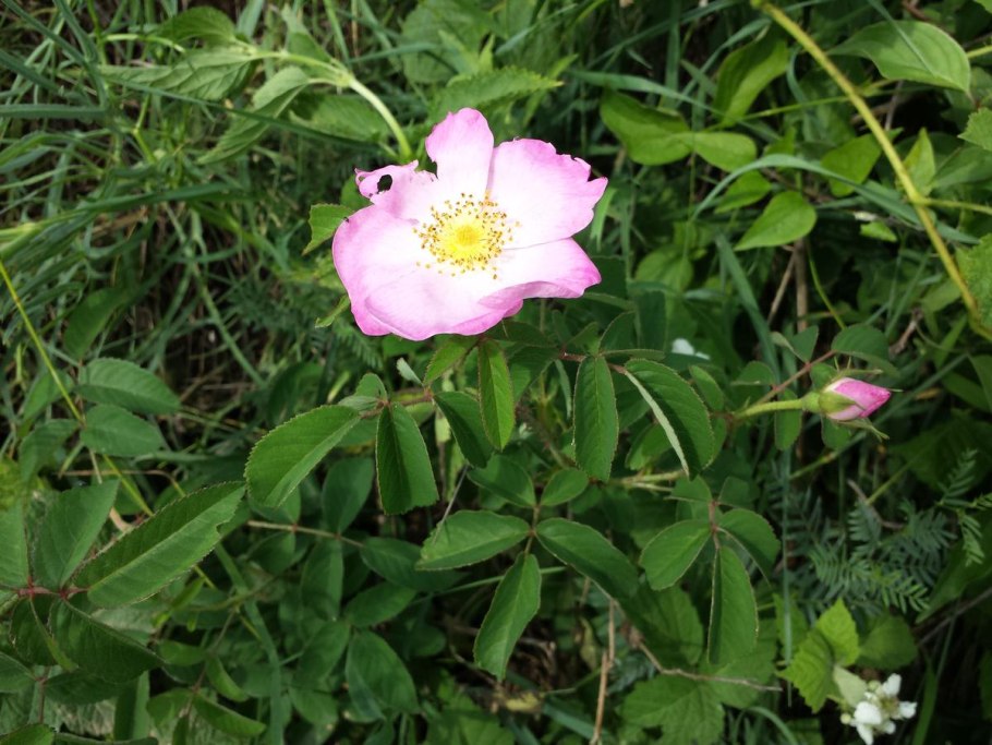 Шиповник тупоушковый