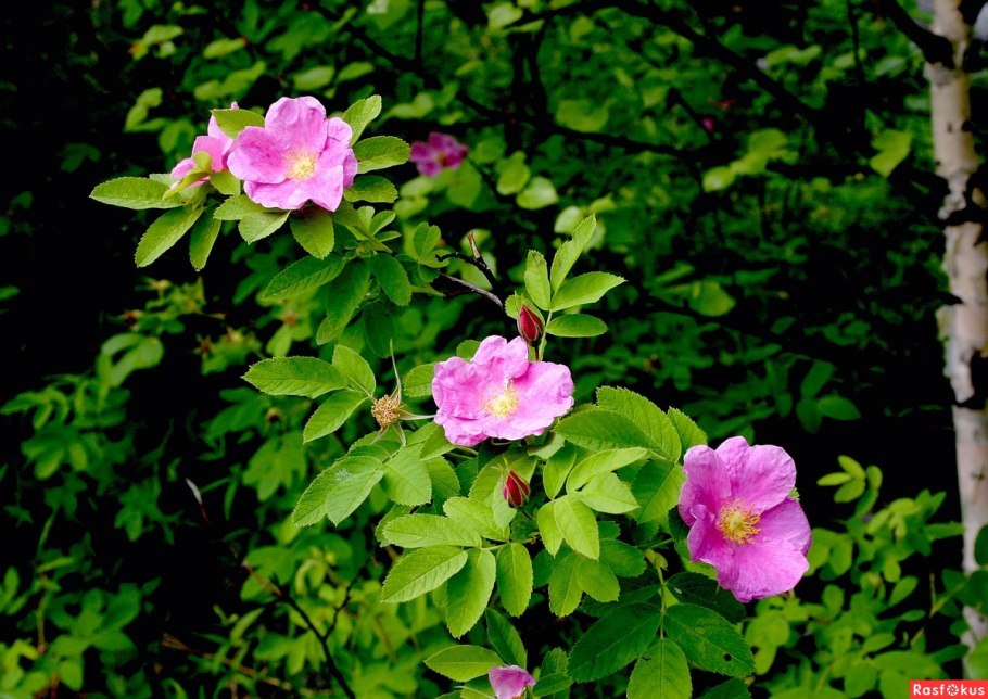 Шиповник роза Даурская куст