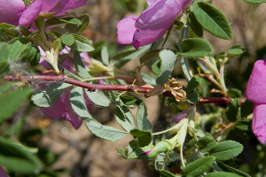Шиповник Даурский