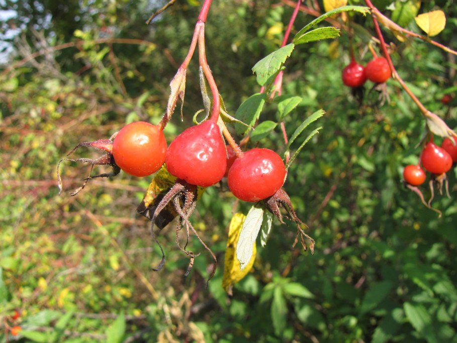 Шиповник иглистый (Rosa acicularis)
