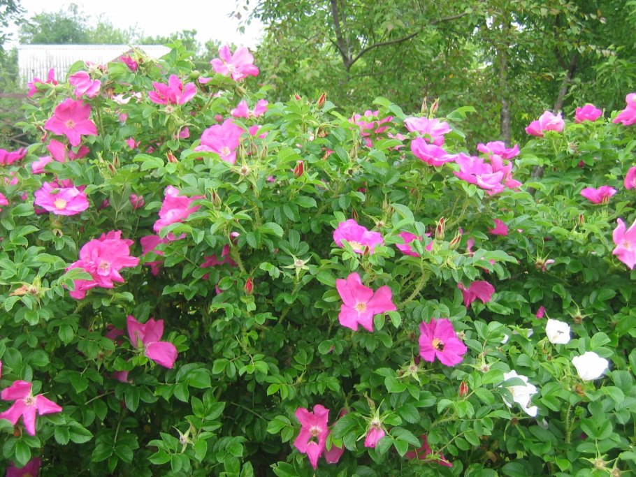 Шиповник роза Даурская куст