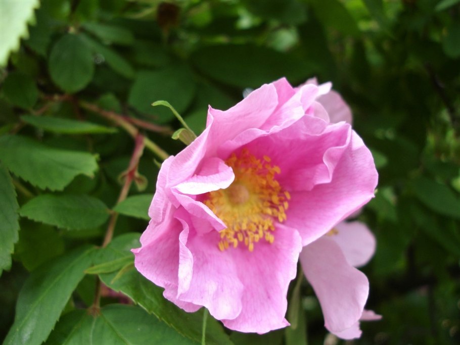 Шиповник роза рубигиноза