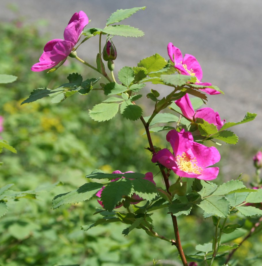 Юг-дамасская роза