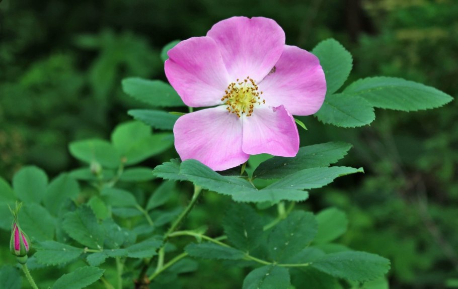 Роза Даурская шиповник Даурский