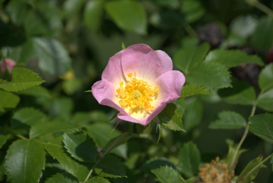 Цветки шиповника Rosa Canina