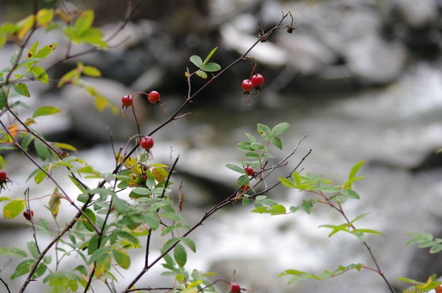 Шиповник федченко