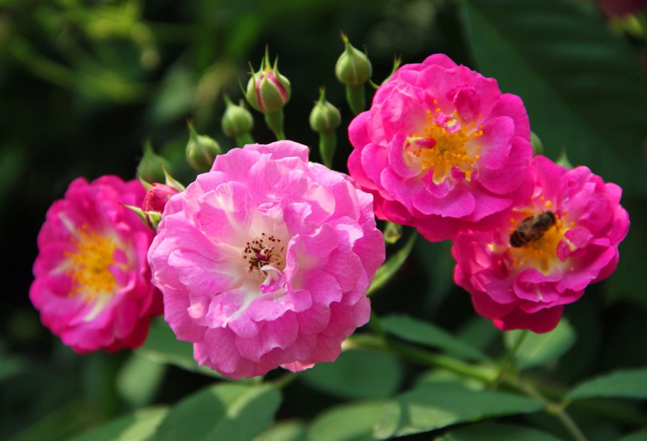 Шиповник крупноплодный