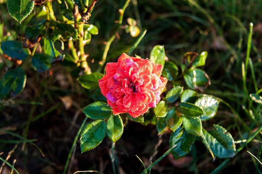 Роза Даурская шиповник Даурский