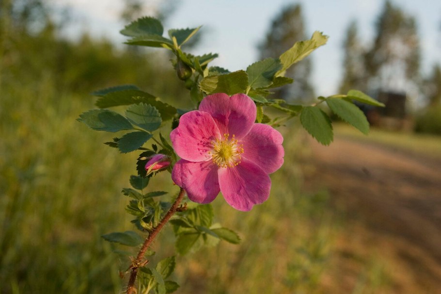 Роза иглистая – Rosa acicularis