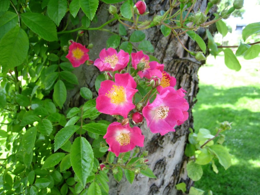 Роза Эмоушен