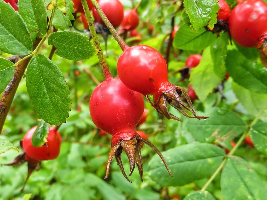 Роза собачья (Rosa Canina) шиповник