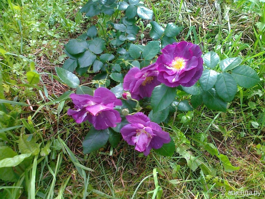 Шиповник Дикая роза