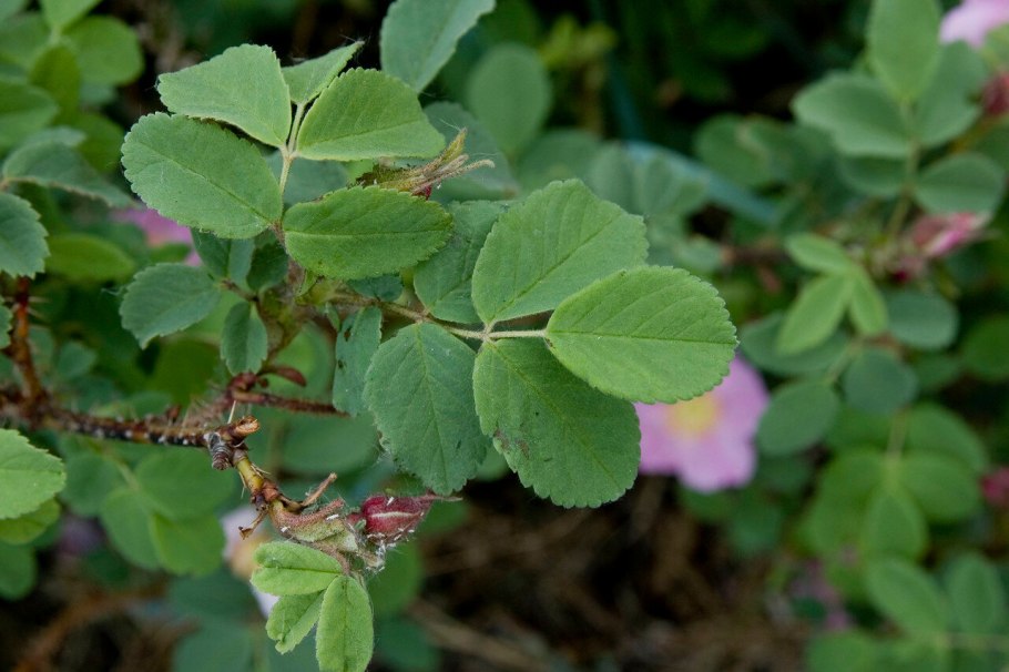 Роза Даурская шиповник Даурский
