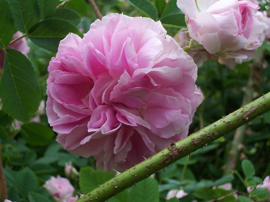 Rosa damascena 'blush damask'