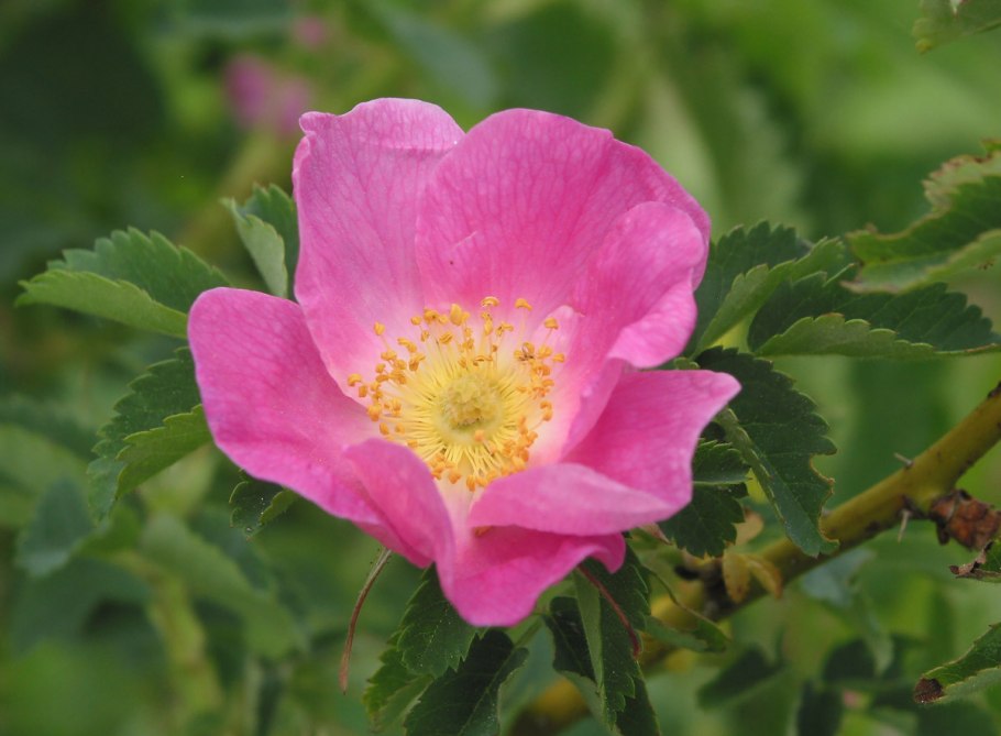 Роза морщинистая Rosa rugosa