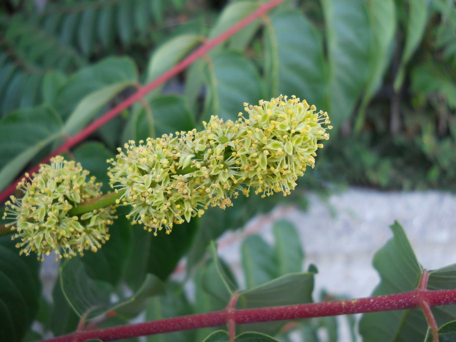 Айлант высочайший, китайский ясень (Ailanthus altissima)