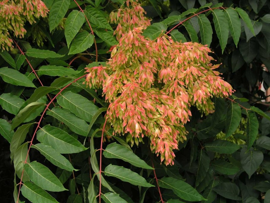 Айлант altissima