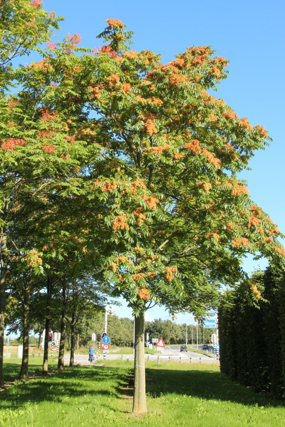 Ailanthus altissima Айлант высочайший побег