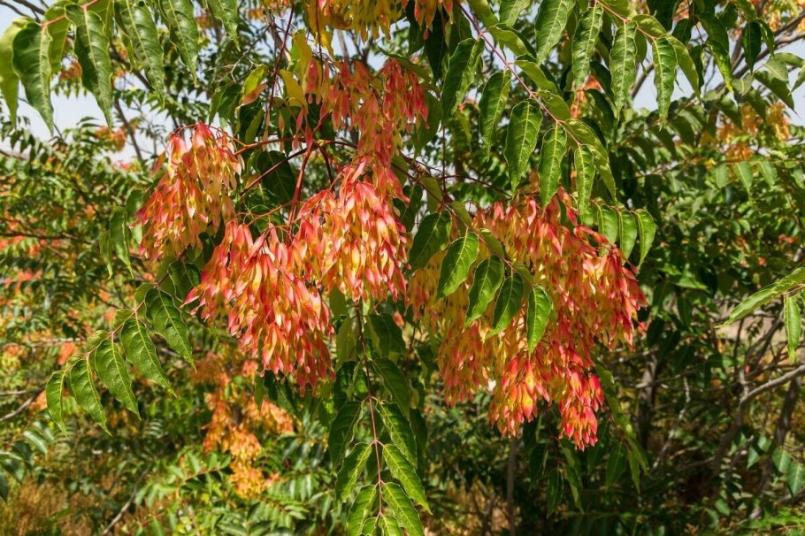 Ailanthus altissima Айлант высочайший