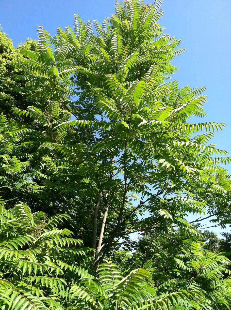 Ailanthus altissima Айлант высочайший