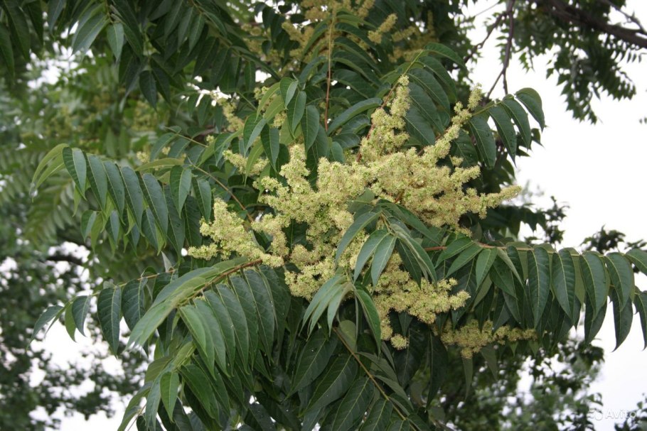 Ailanthus altissima Айлант высочайший