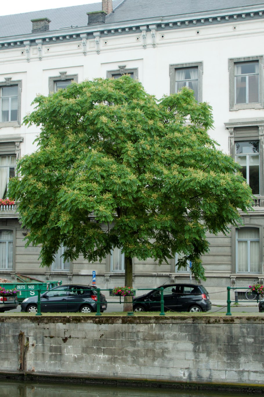Айлант дерево