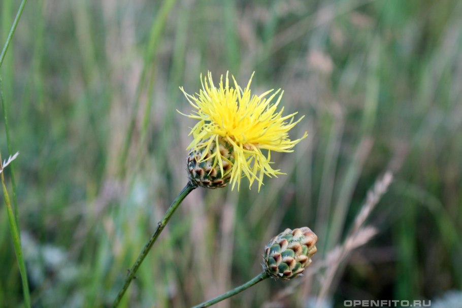Василёк Талиева (Centaurea taliewii Kleop.)