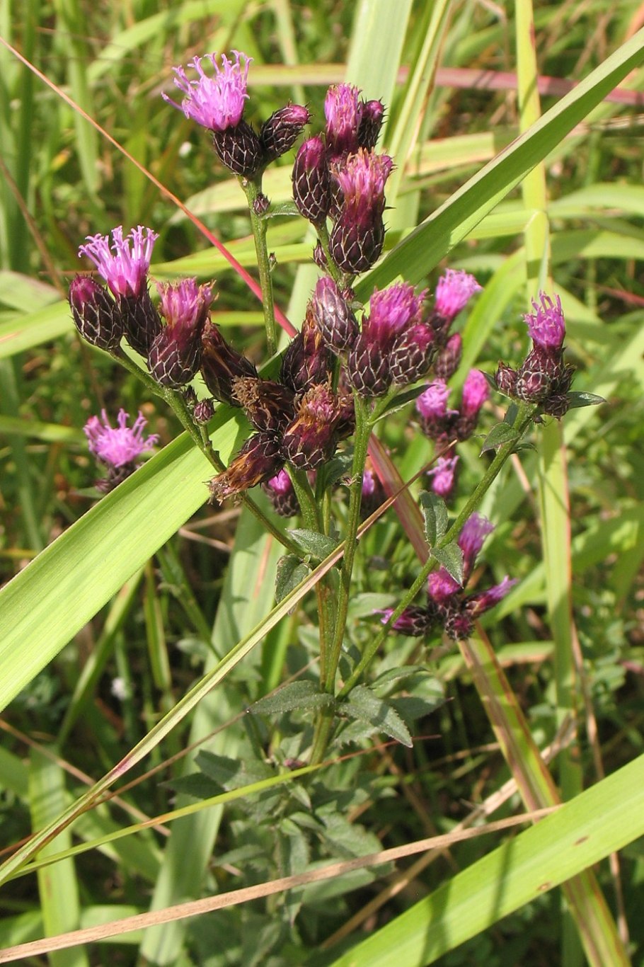 Серпуха Венценосная