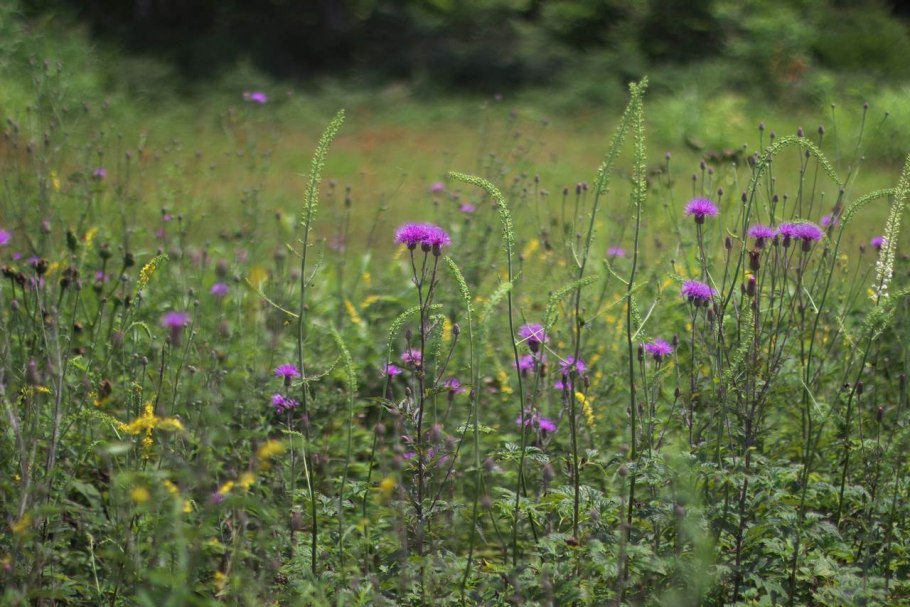 Серпуха чертополоховая